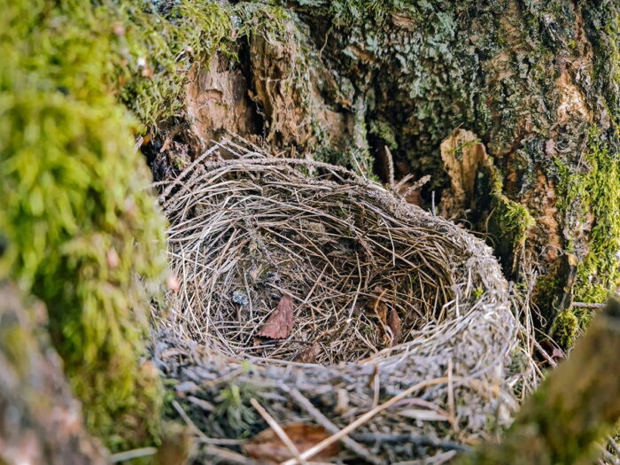 Certus Psychiatry Empty Nest Post